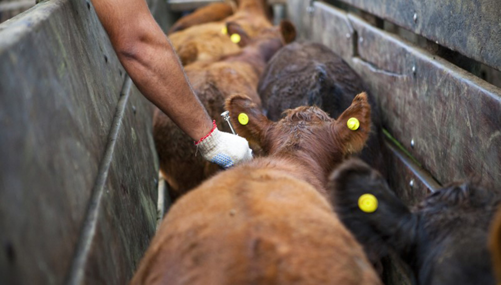 Aftosa: 2,4 millones de bovinos vacunados en Corrientes en la 2º campaña del 2020