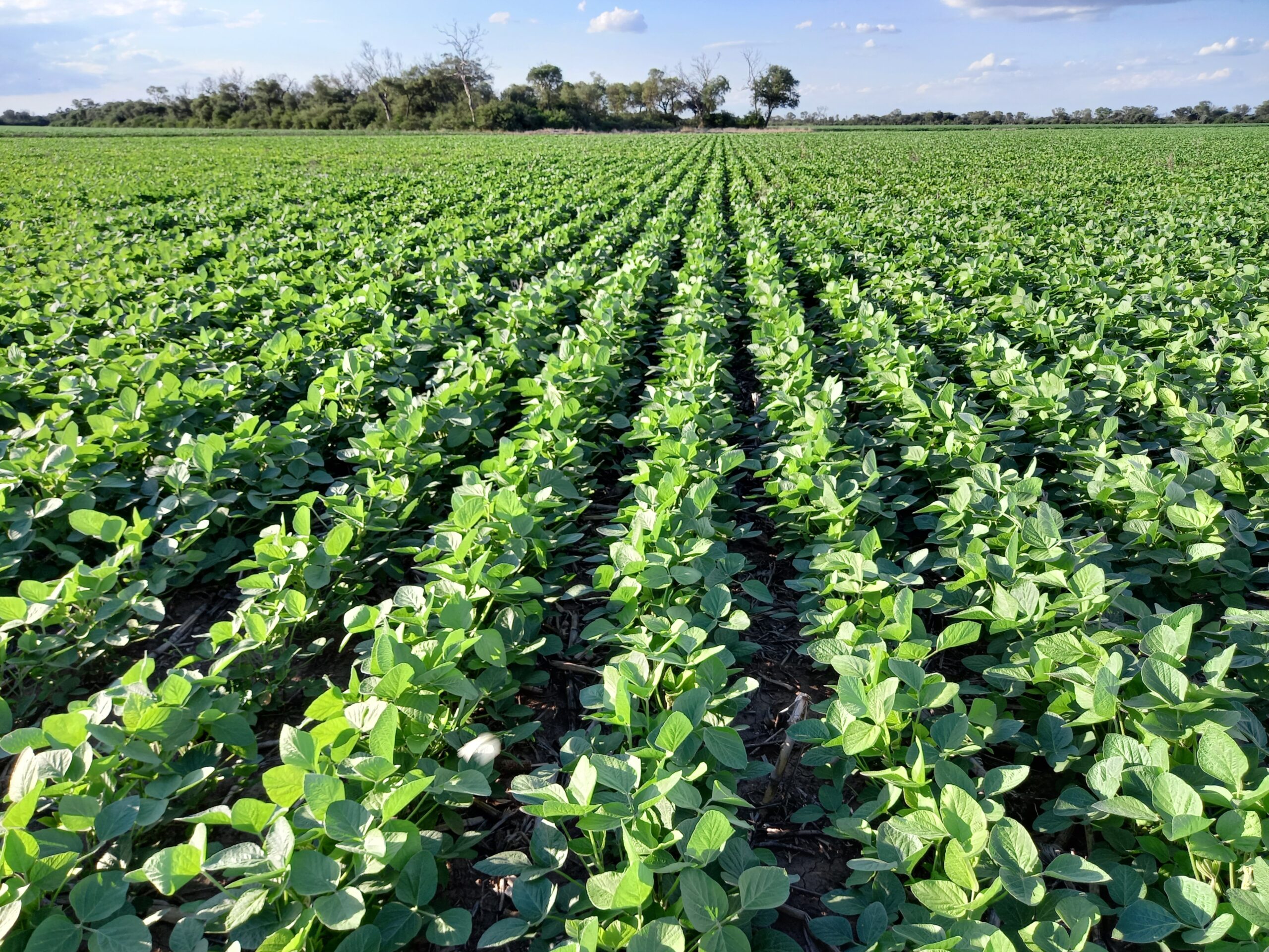 En Chaco, la brecha productiva en soja es del 42 %