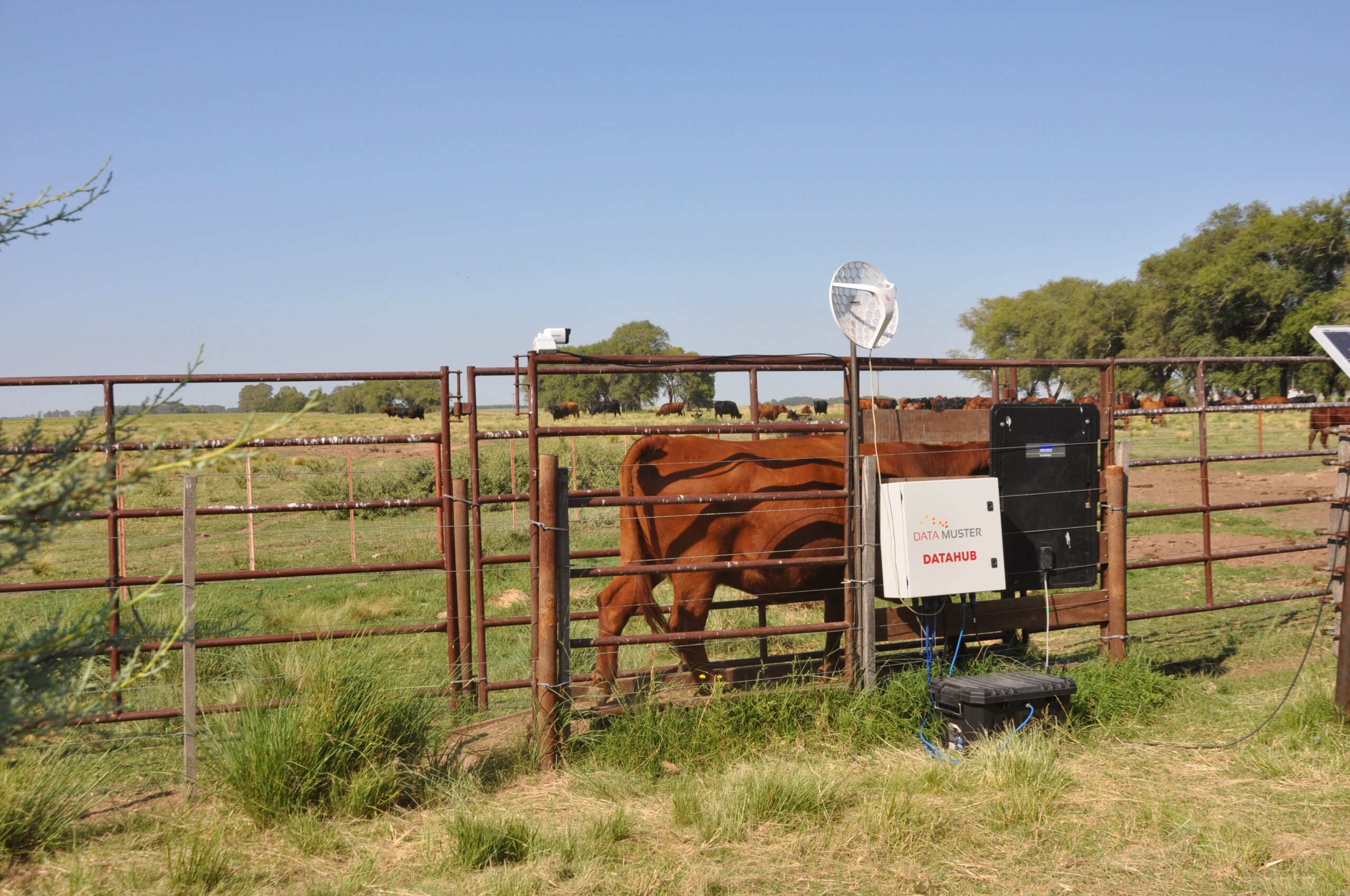 El INTA pone a punto una balanza inteligente para vacas