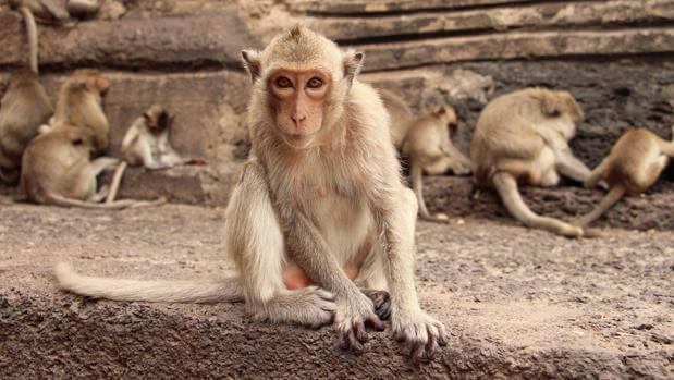 En alerta: China confirmó el primer humano muerto por el virus del mono “Herpes B”
