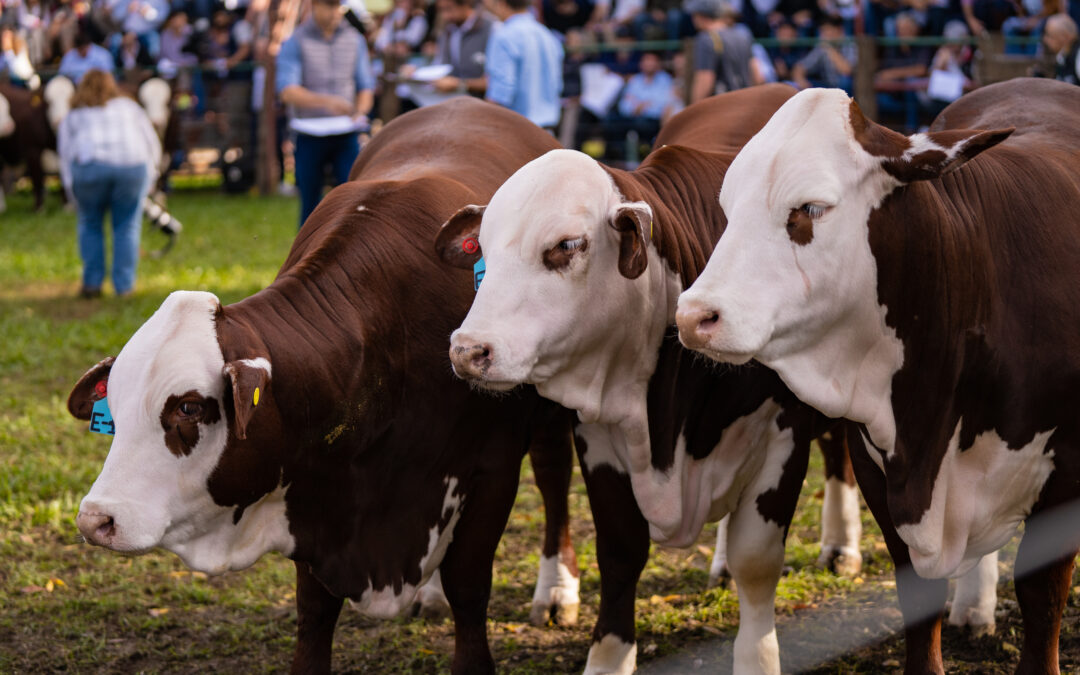 La Argentina podrá exportar embriones bovinos a un prometedor mercado